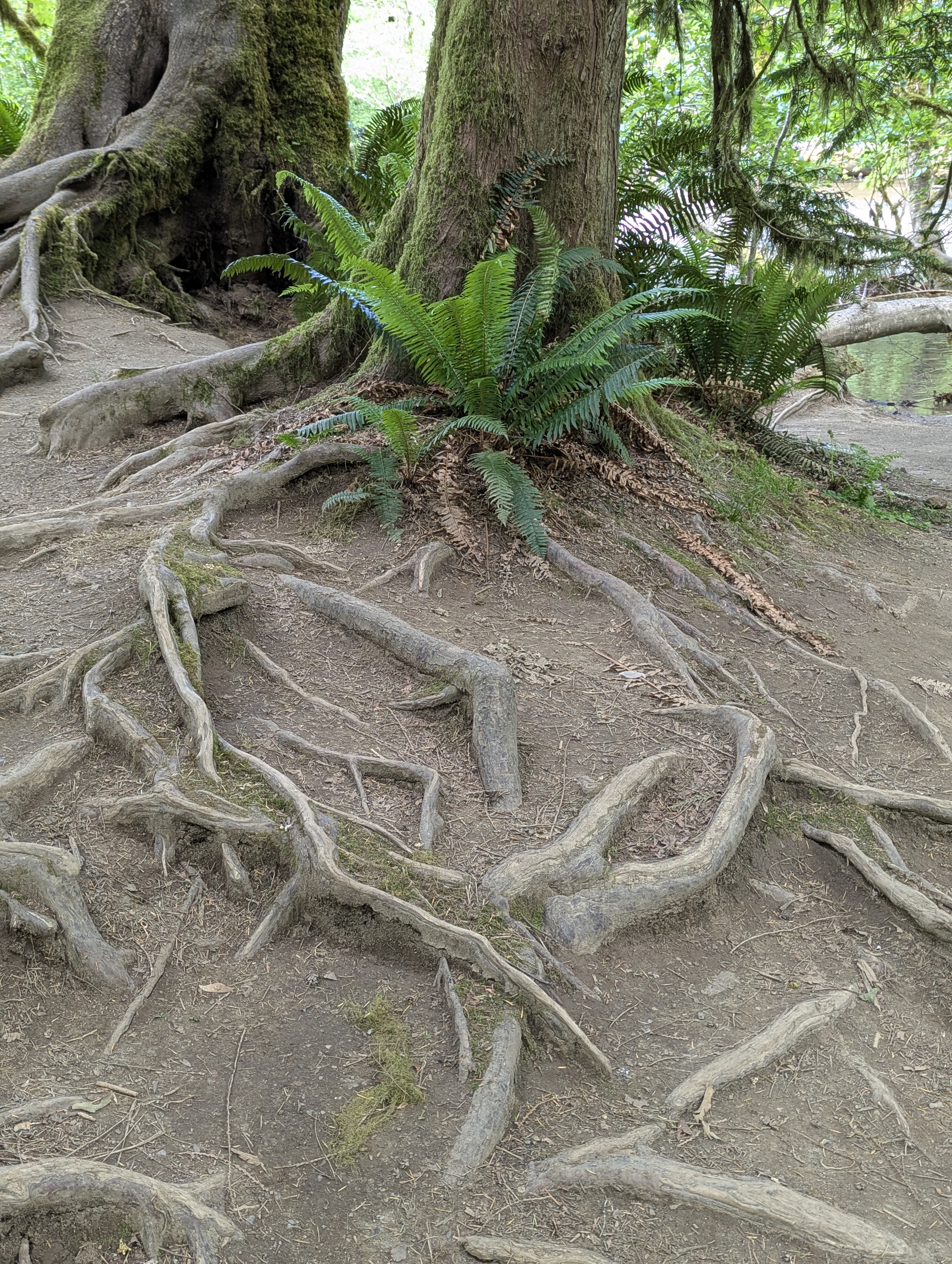 Birthday Trip to Canada, Cathedral Grove, Vancouver Island